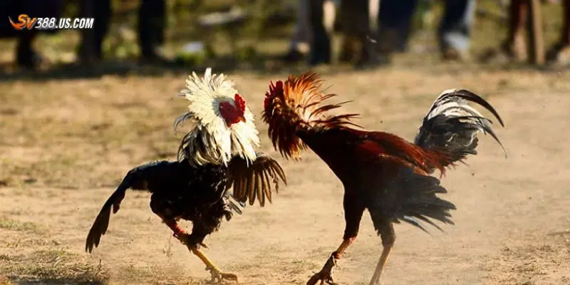 Đặt cược đá gà hiệu quả – Cách chọn cửa cược chuẩn xác Kỹ thuật phân tích để đặt cược đá gà hiệu quả