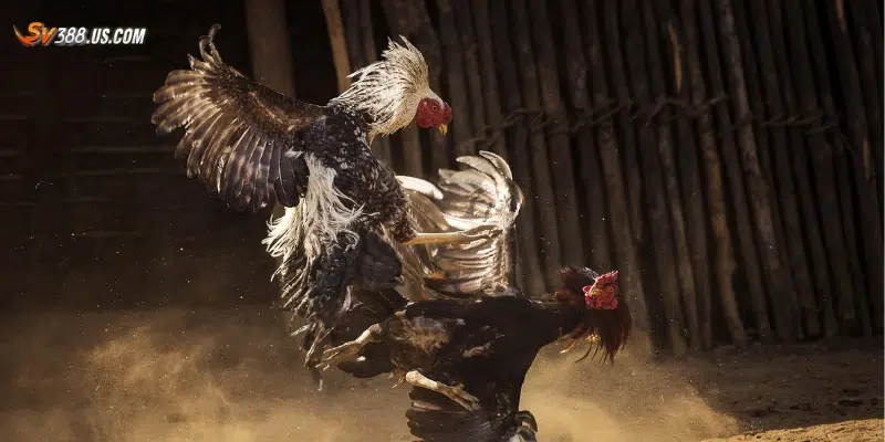 Đặt cược đá gà hiệu quả – Cách chọn cửa cược chuẩn xác Các cách đặt cược đá gà hiệu quả hạn chế rủi ro