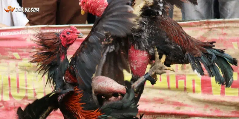 Đá gà Campuchia cược tiền thật – Đặt cược an toàn, thanh toán nhanh Cách tham gia đá gà Campuchia cược tiền thật trực tuyến