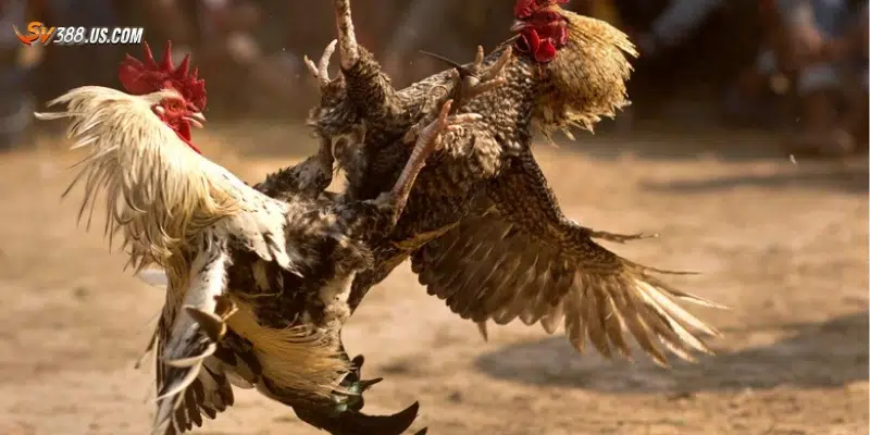 Đá gà ăn tiền – Những điều cần biết trước khi xuống tiền Tìm hiểu lịch sử và ý nghĩa của đá gà ăn tiền