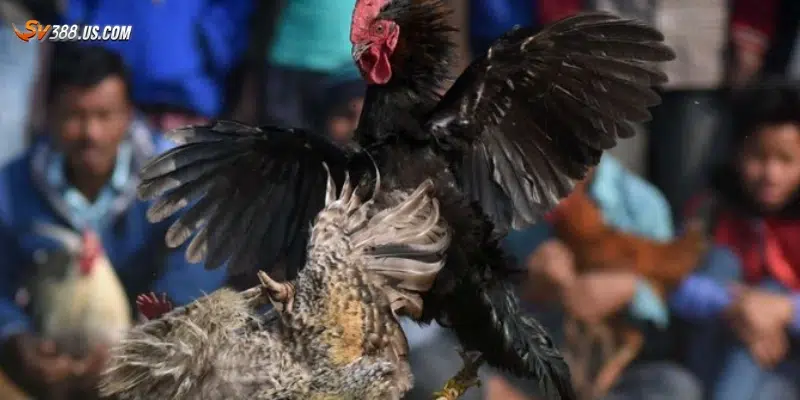 Đá gà ăn tiền – Những điều cần biết trước khi xuống tiền Lưu ý quan trọng khi tham gia đá gà ăn tiền