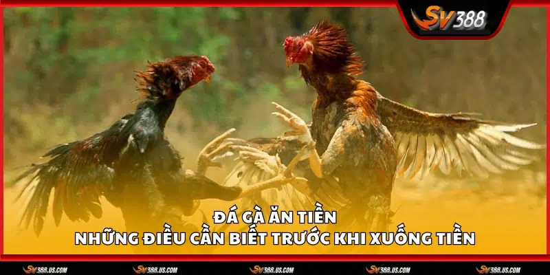 Đá gà ăn tiền – Những điều cần biết trước khi xuống tiền Da ga an tien