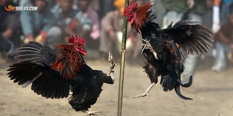 Đá gà cựa dao Campuchia – Trận đấu tốc độ cao sát phạt từng giây Chia sẻ top tips soi kèo đá gà cựa dao dễ thắng