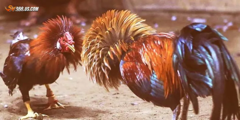 Đá gà cựa dao Campuchia – Trận đấu tốc độ cao sát phạt từng giây Các lưu ý khi chơi đá gà cựa dao