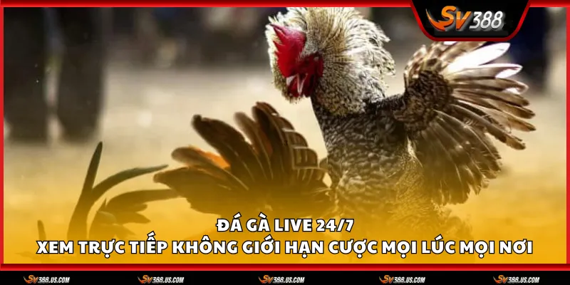 Đá gà live 24/7 – Xem trực tiếp không giới hạn cược mọi lúc mọi nơi Da ga live 24 7 1 11zon