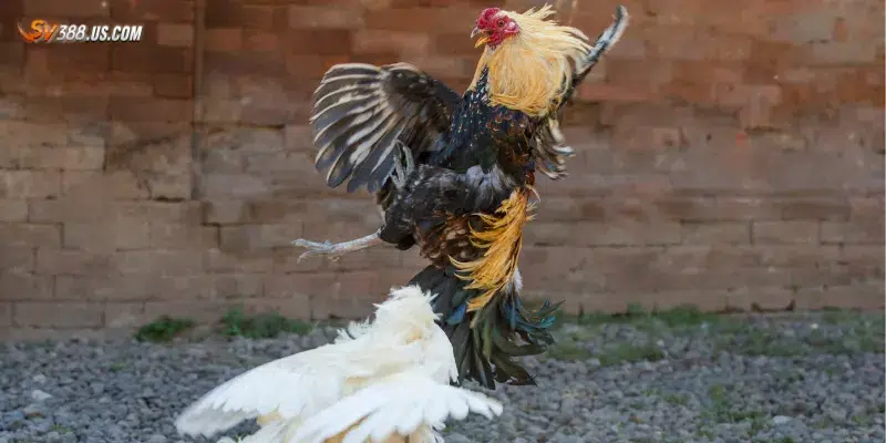 Đá gà live 24/7 – Xem trực tiếp không giới hạn cược mọi lúc mọi nơi Khám phá lợi ích của đá gà live 24/7