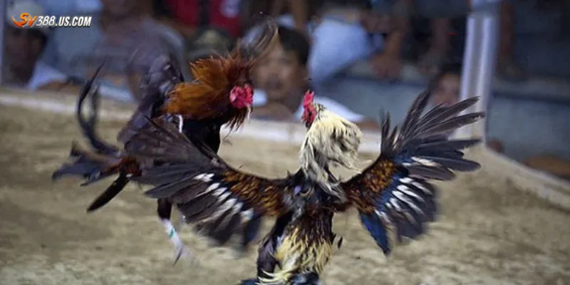 Đá gà live 24/7 – Xem trực tiếp không giới hạn cược mọi lúc mọi nơi Hướng dẫn cách tham gia đá gà live 24/7