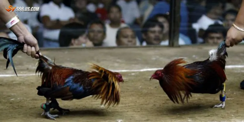 Đá gà live 24/7 – Xem trực tiếp không giới hạn cược mọi lúc mọi nơi Tìm hiểu về đá gà live 24/7