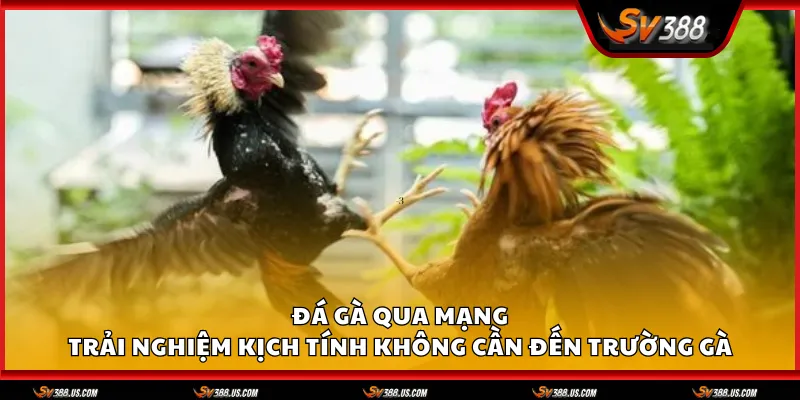 Đá gà qua mạng – Trải nghiệm kịch tính không cần đến trường gà Da ga qua mang 1 11zon