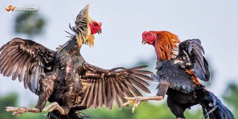 Đá gà qua mạng – Trải nghiệm kịch tính không cần đến trường gà Kinh nghiệm tham gia đá gà qua mạng thắng lớn