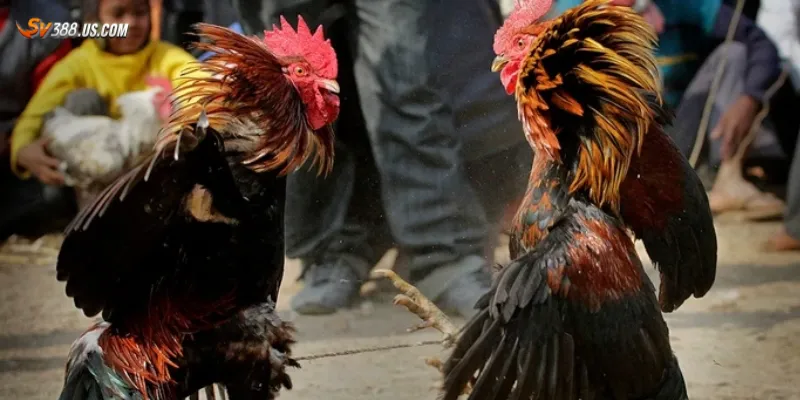 Đá gà qua mạng – Trải nghiệm kịch tính không cần đến trường gà Tổng quan đá gà qua mạng