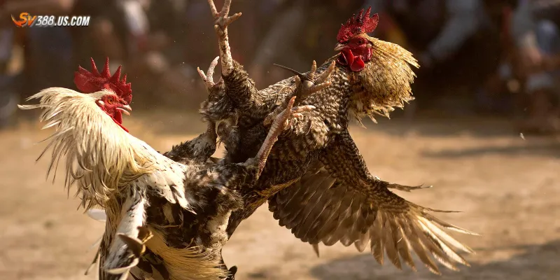 Đá gà qua mạng – Trải nghiệm kịch tính không cần đến trường gà Một số loại hình đá gà phổ biến qua mạng