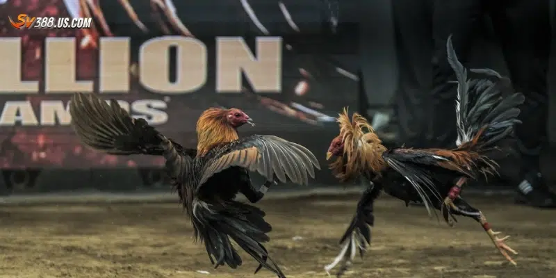 Đá gà trực tiếp Campuchia – Sân chơi hấp dẫn dành cho dân cược Cách tham gia đá gà trực tiếp Campuchia