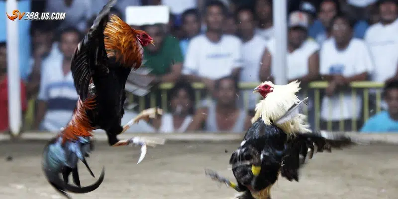 Đá gà trực tiếp Campuchia – Sân chơi hấp dẫn dành cho dân cược Kinh nghiệm cần biết khi đặt cược đá gà trực tiếp từ Campuchia