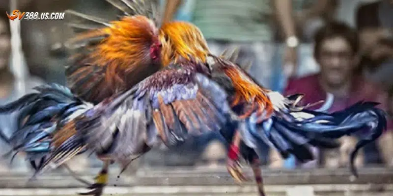 Hướng dẫn xem đá gà trực tiếp online chất lượng cao Các bước xem đá gà trực tiếp online