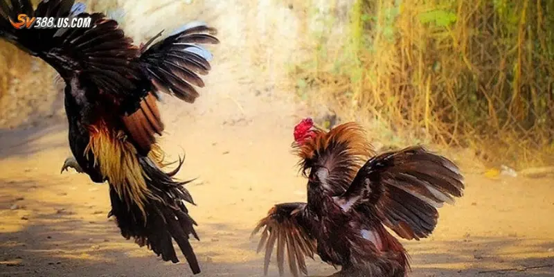 Hướng dẫn xem đá gà trực tiếp online chất lượng cao Các mẹo tối ưu trải nghiệm xem đá gà trực tiếp online