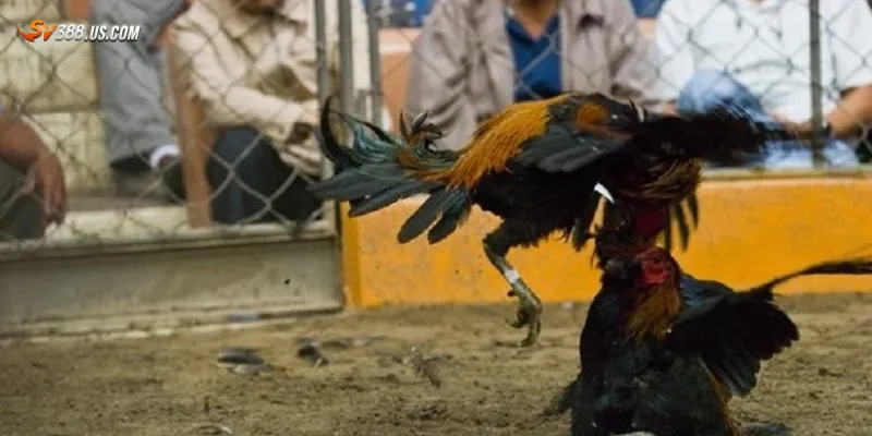 Gà đá bất bại – Chiến kê số một khuynh đảo mọi sới gà Các lưu ý khi theo dõi hoặc đặt cược theo gà đá bất bại