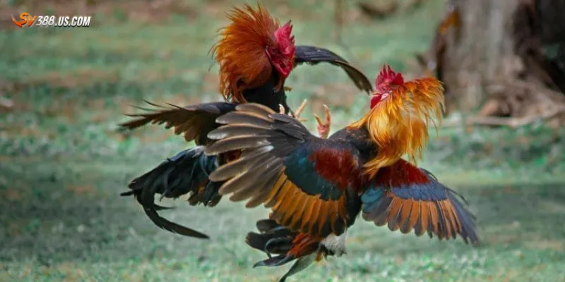 Các đặc điểm nổi bật của gà đá bất bại