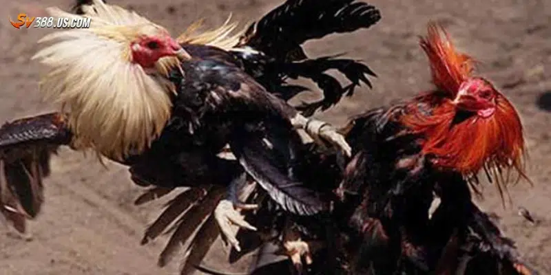 Top nhà cái đá gà uy tín được giới cược thủ tin dùng Các lợi ích khi tham gia nhà cái đá gà uy tín