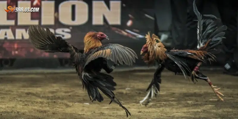 Top nhà cái đá gà uy tín được giới cược thủ tin dùng Cách nhận diện nhà cái đá gà uy tín