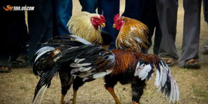 Soi kèo đá gà chuẩn xác – Bí quyết từ chuyên gia hàng đầu Hướng dẫn cách phân tích để soi kèo đá gà chuẩn xác