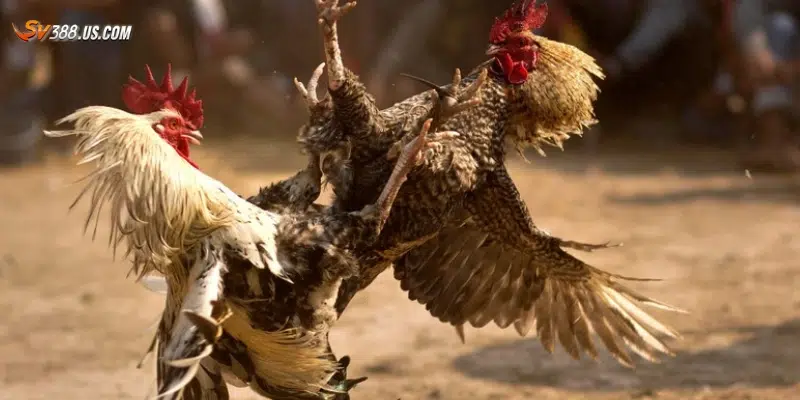 Soi kèo đá gà chuẩn xác – Bí quyết từ chuyên gia hàng đầu Một số mẹo tránh sai lầm khi soi kèo đá gà chuẩn xác