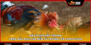 da ga cua sat thomo 1 11zon