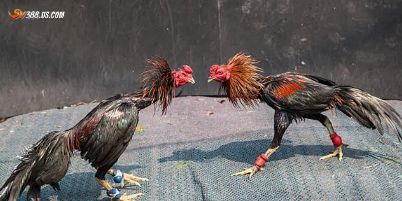 Đá gà cựa sắt Thomo – Trận đấu rực lửa đến từ trường gà Campuchia Một số hình thức cược đá gà cựa sắt Thomo