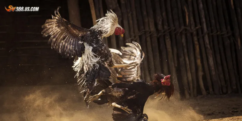 Đá gà cựa sắt Thomo – Trận đấu rực lửa đến từ trường gà Campuchia Chia sẻ kinh nghiệm soi kèo đá gà cựa sắt Thomo