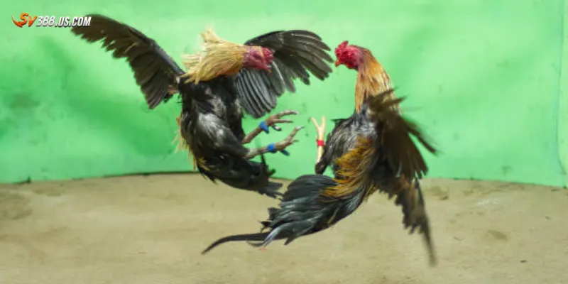 Đôi nét nổi bật về đá gà cựa sắt Thomo