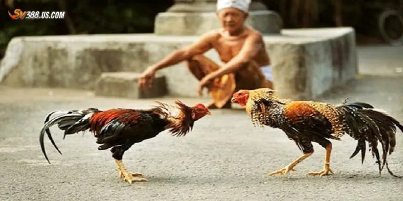 Đá gà trực tiếp c1 – Trải nghiệm sới gà đỉnh cao ngay tại nhà Chia sẻ kinh nghiệm soi kèo đá gà C1 hiệu quả