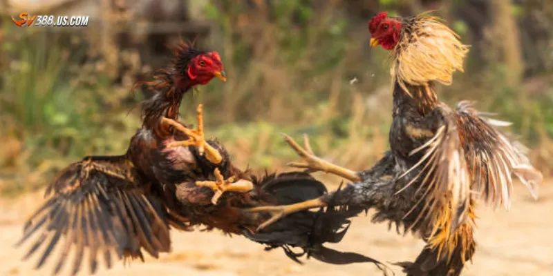 Đá gà trực tiếp c1 – Trải nghiệm sới gà đỉnh cao ngay tại nhà Các hình thức cược đá gà c1 thông dụng