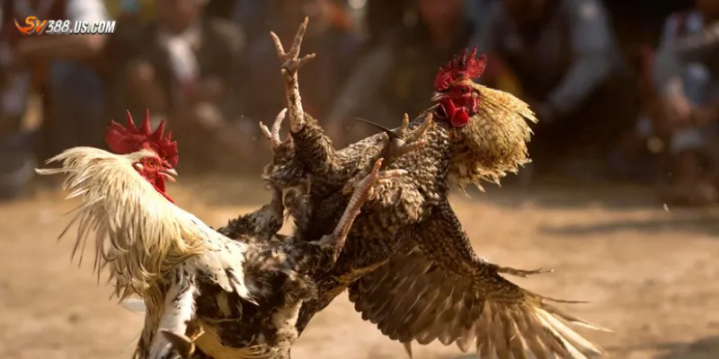 Vài nét nổi bật về đá gà trực tiếp c1