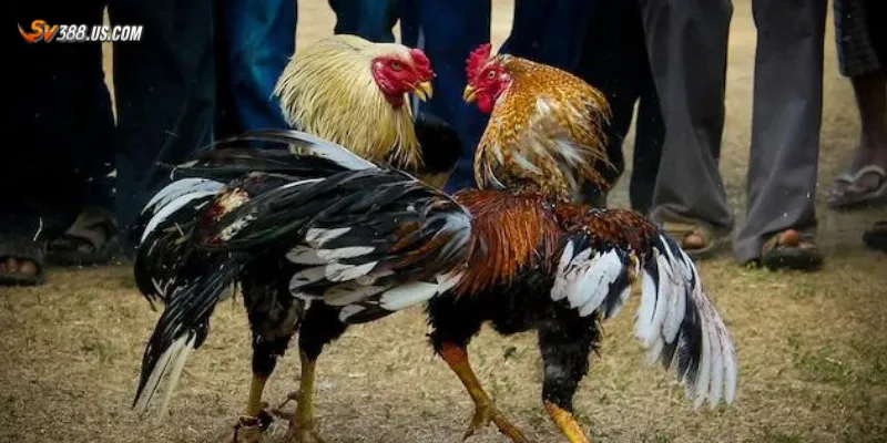 Trực tiếp đá gà cpc3 – Xem gà chiến đấu thật cược liền tay cực đã Chi tiết cách xem và cược đá gà CPC3